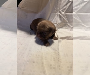 Brussels Griffon Puppy for sale in CHICAGO, IL, USA