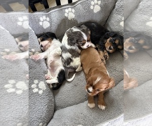 Cavalier King Charles Spaniel Litter for sale in CLARKSTON, MI, USA