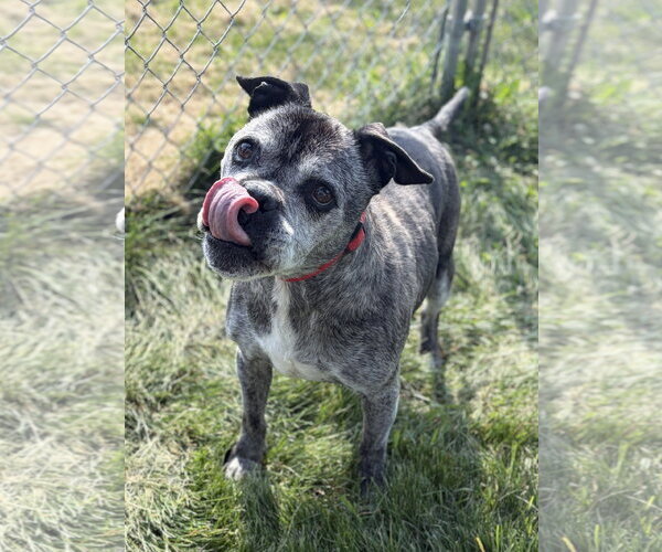 Medium Photo #4 Pug-Unknown Mix Puppy For Sale in Jefferson, WI, USA
