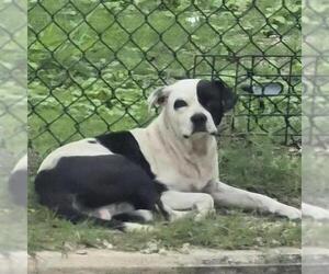 American Staffordshire Terrier-Unknown Mix Dogs for adoption in San Antonio, TX, USA