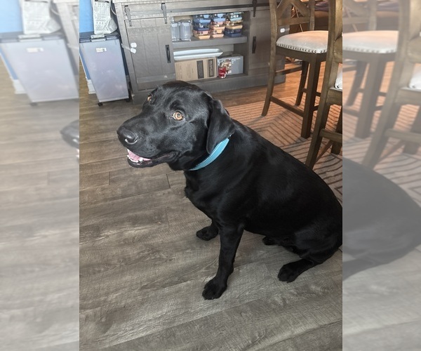 Medium Photo #1 Labrador Retriever Puppy For Sale in LEMON GROVE, CA, USA