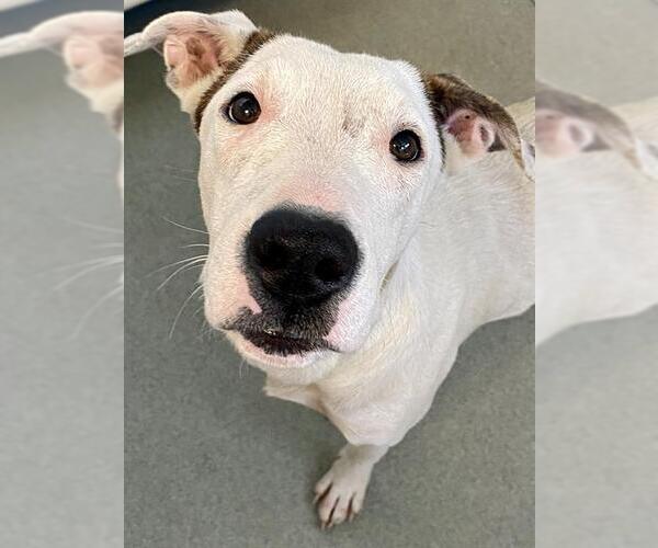 Medium Photo #1 American Pit Bull Terrier-Unknown Mix Puppy For Sale in Fayetteville, NC, USA