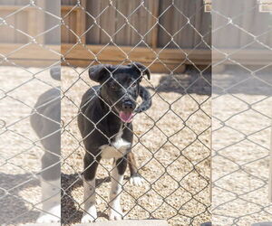 Mutt Dogs for adoption in Estherville, IA, USA