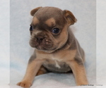 Small Photo #16 French Bulldog Puppy For Sale in WINNSBORO, TX, USA