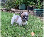 Small Photo #9 French Bulldog Puppy For Sale in EUSTACE, TX, USA