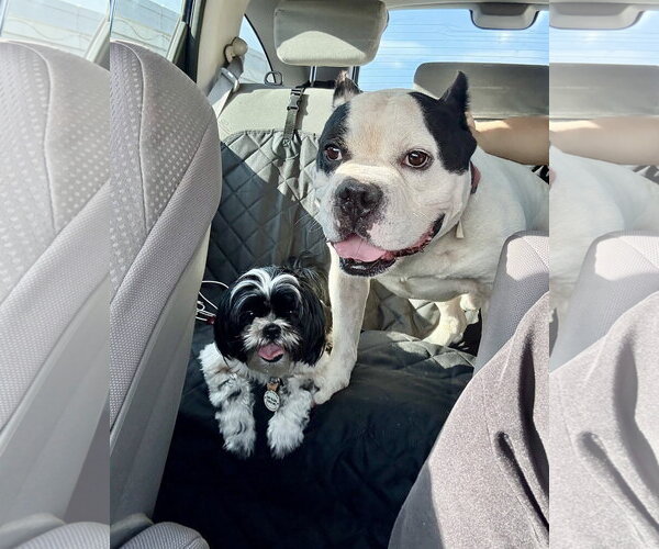 Medium Photo #3 Bulldog Puppy For Sale in Dumont, NJ, USA