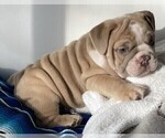 Puppy 6 Bulldog