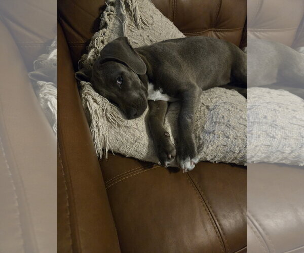 Medium Photo #4 Unknown-Weimaraner Mix Puppy For Sale in Garner, NC, USA