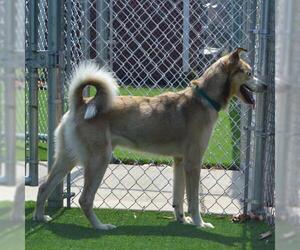 Siberian Husky-Unknown Mix Dogs for adoption in Murfreesboro, TN, USA