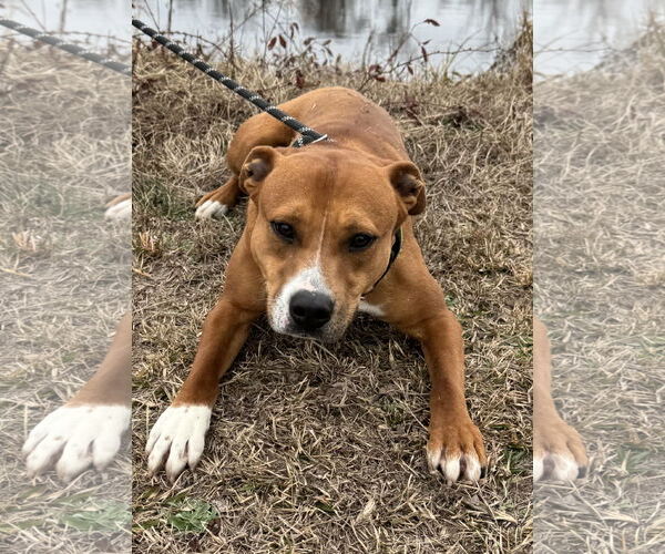 Medium Photo #7 Bulldog-Labrador Retriever Mix Puppy For Sale in Tarrytown, GA, USA