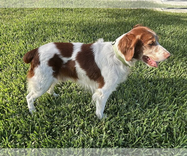 Medium Photo #1 Brittany Puppy For Sale in Curwensville, PA, USA