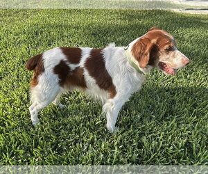 Brittany Dogs for adoption in Curwensville, PA, USA