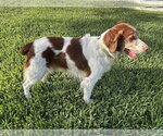 Small Brittany