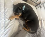 Small #1 English Springer Spaniel-Rottweiler Mix