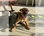 Small Spaniel Mix