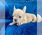 Small #10 French Bulldog