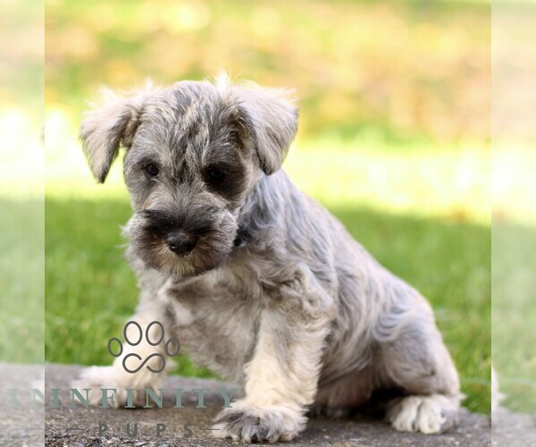 Medium Photo #3 Schnauzer (Miniature) Puppy For Sale in RONKS, PA, USA