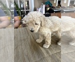 Small Photo #12 Poodle (Miniature) Puppy For Sale in EAST AMHERST, NY, USA