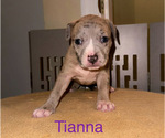 Puppy Tianna American Pit Bull Terrier