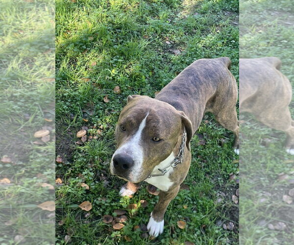 Medium Photo #7 Mutt Puppy For Sale in Woodland Hills, CA, USA