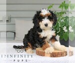 Small #1 Bernedoodle (Miniature)