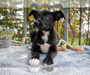 Medium Border Collie-Boxer Mix