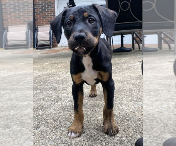 Medium Photo #16 Mutt Puppy For Sale in Mooresville, NC, USA