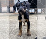 Small Photo #16 Mutt Puppy For Sale in Mooresville, NC, USA