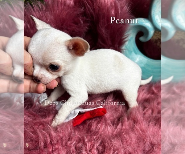 Medium Photo #5 Chihuahua Puppy For Sale in TRACY, CA, USA