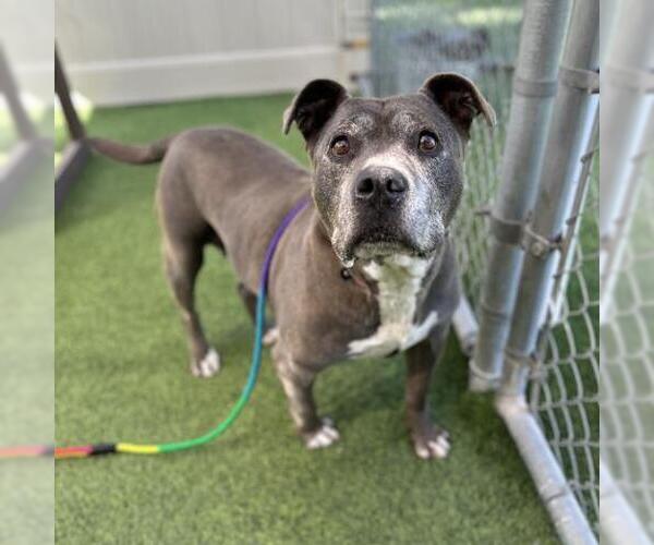 Medium Photo #2 American Pit Bull Terrier Puppy For Sale in Camarillo, CA, USA