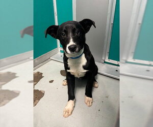 Mutt Dogs for adoption in Oklahoma City, OK, USA