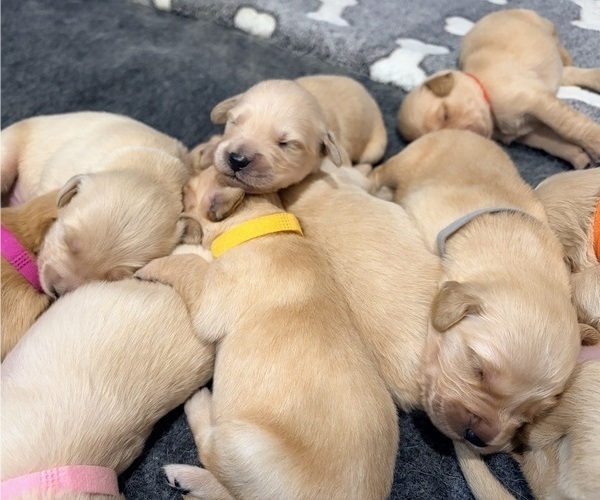 Medium Photo #5 Golden Retriever Puppy For Sale in PHOENIX, AZ, USA