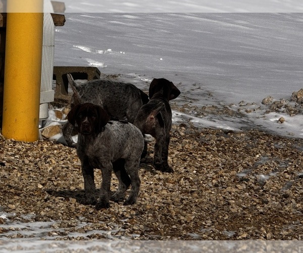 Medium Photo #2 German Shorthaired Pointer Puppy For Sale in STRAWBERRY POINT, IA, USA