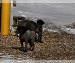 Small #1 German Shorthaired Pointer