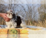 Small #19 Shih Tzu