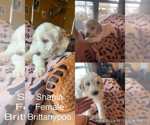 Brittnepoo Puppy for sale in MOUNTAIN VIEW, MO, USA
