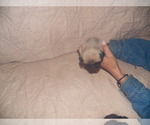 Small Photo #1 American Lo-Sze Pugg Puppy For Sale in CRAWFORD, WV, USA