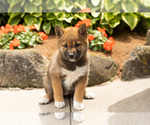 Small Photo #3 Shiba Inu Puppy For Sale in MILLERSBURG, IN, USA