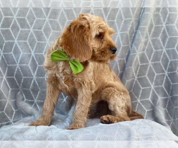 Medium Photo #10 Cavapoo-Poodle (Miniature) Mix Puppy For Sale in LAKELAND, FL, USA