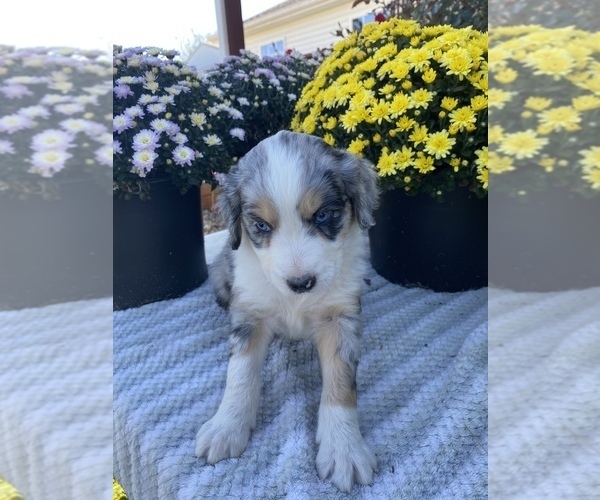 Medium Photo #4 Aussiedoodle Puppy For Sale in CENTER, KY, USA