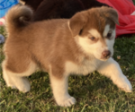 Small Photo #3 Alusky Puppy For Sale in LEWISBURG, PA, USA