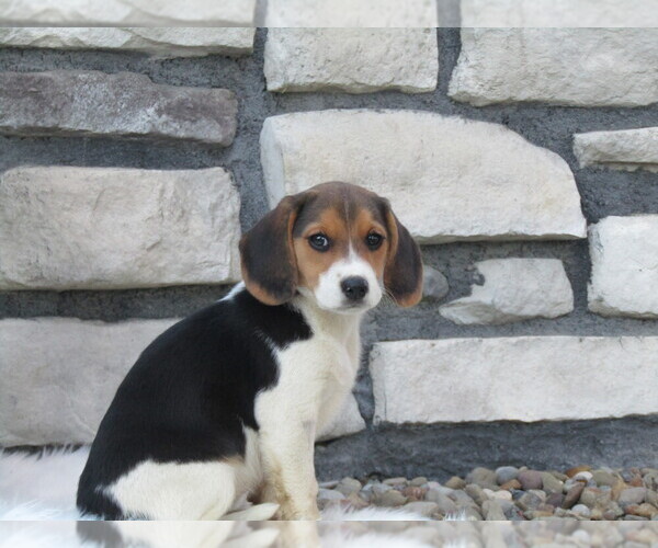 Medium Photo #17 Beagle Puppy For Sale in SUGARCREEK, OH, USA