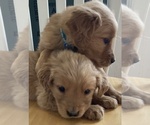Small Photo #4 Golden Retriever Puppy For Sale in WEST ALEXANDRIA, OH, USA