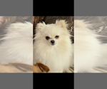 Small Photo #1 Pomeranian Puppy For Sale in CAVE CREEK, AZ, USA