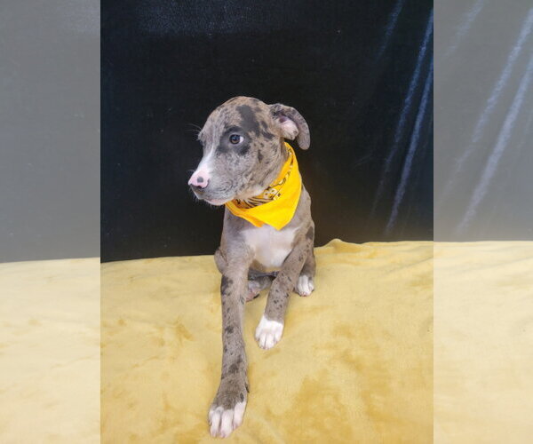 Medium Photo #3 Border Collie-Catahoula Leopard Dog Mix Puppy For Sale in Mt. Laurel, NJ, USA