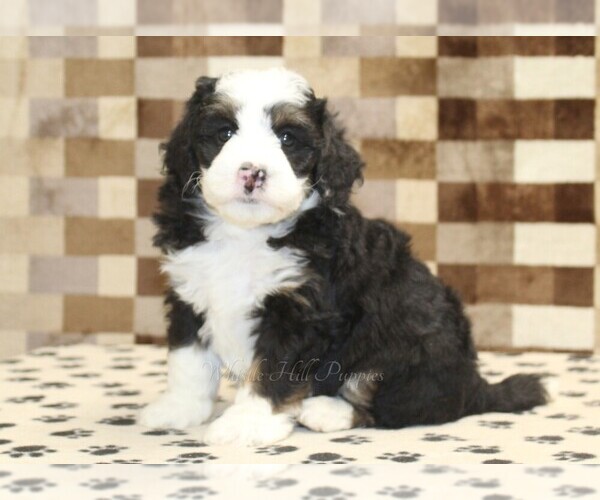 Medium Photo #1 Bernedoodle (Miniature) Puppy For Sale in DENVER, PA, USA