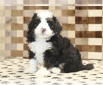 Small Bernedoodle (Miniature)
