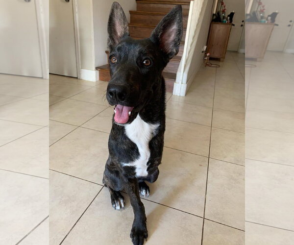 Medium Photo #1 Siberian Husky-Unknown Mix Puppy For Sale in Chandler, AZ, USA