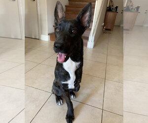 Siberian Husky-Unknown Mix Dogs for adoption in Chandler, AZ, USA