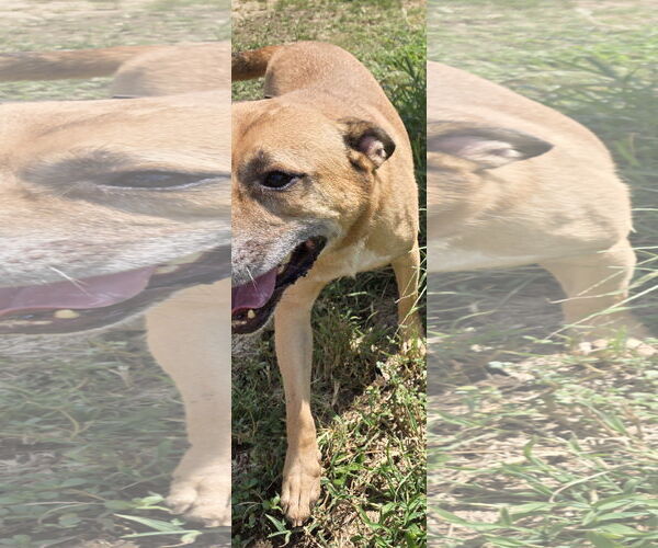 Medium Photo #3 Retriever -Unknown Mix Puppy For Sale in Jackson, MS, USA